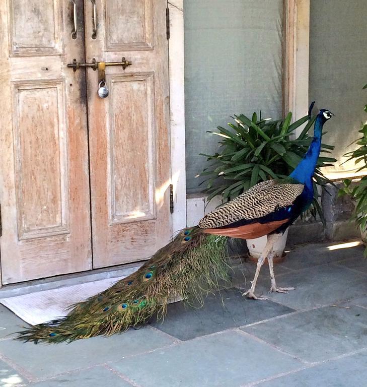 The Lazy Patio Homestay New Delhi
