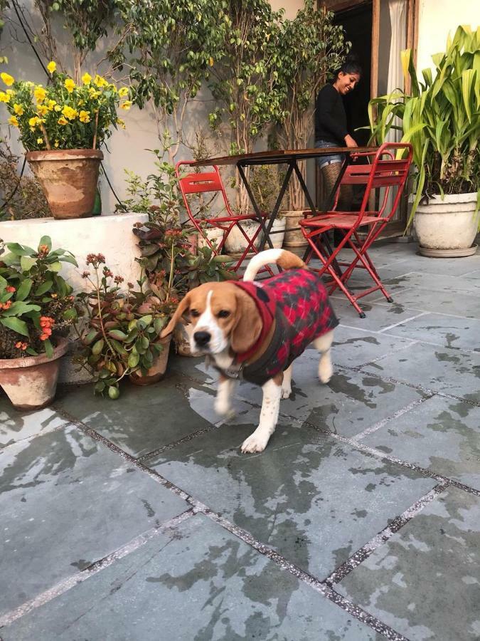 The Lazy Patio Homestay * New Delhi