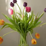 Hotel Ox Ambs Inn- Delhi Airport
