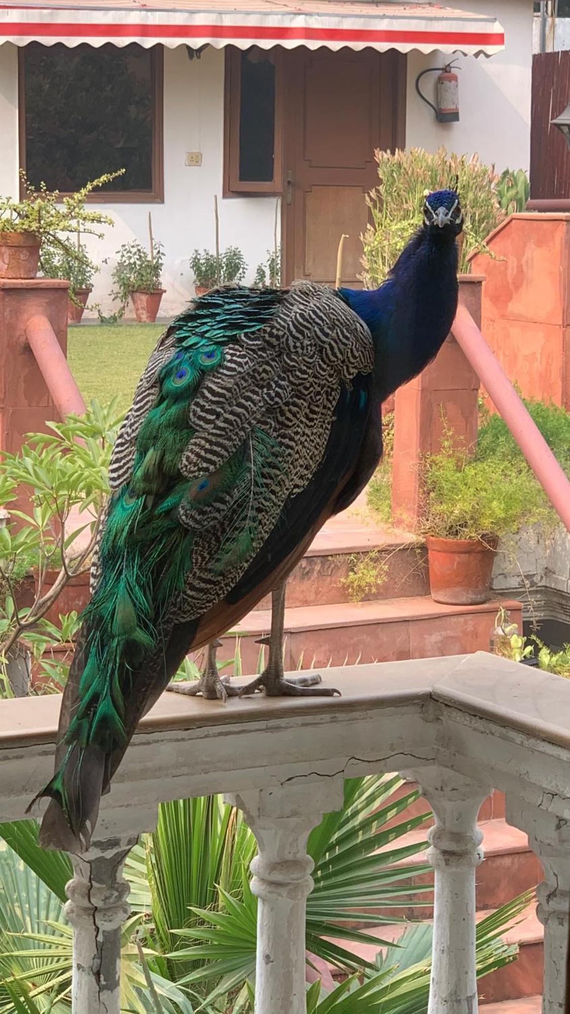 The Stay Inn New Delhi Nova Deli