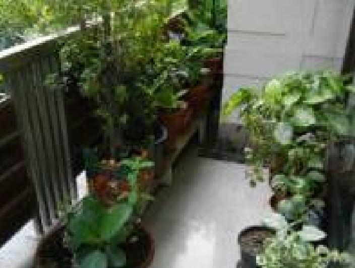 The Banyan Tree House Bed & Breakfast *