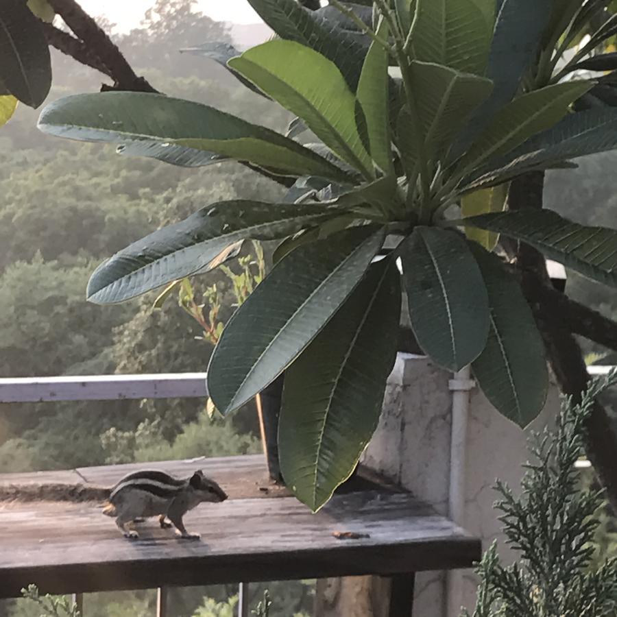 The Lazy Patio Homestay Hospedagem domiciliar