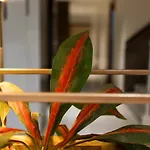 Hotel White & Blue