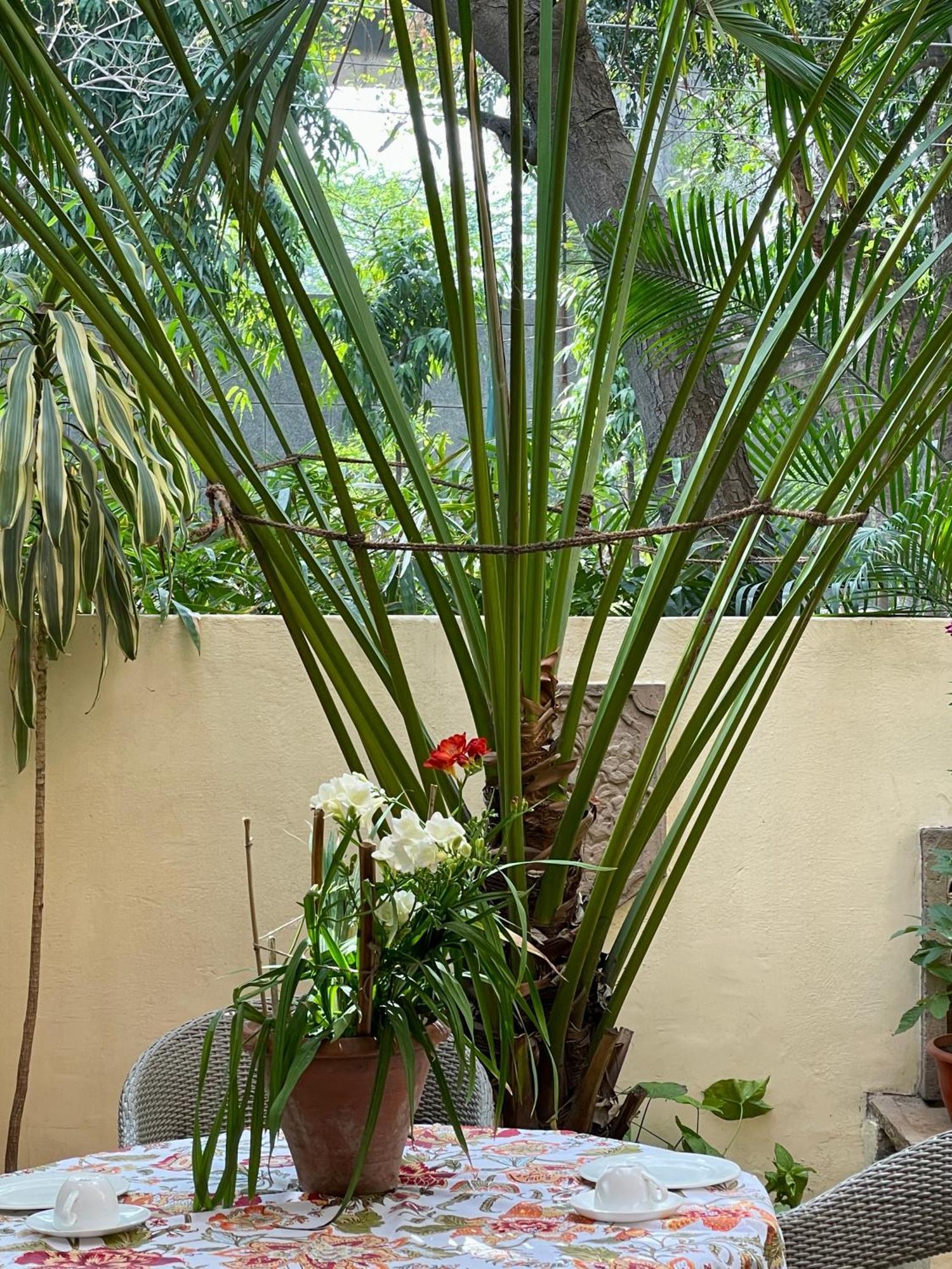 Zaza New Delhi