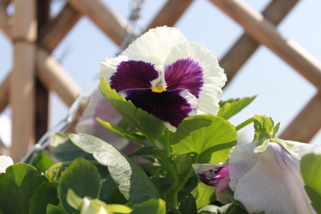 Saket Bed & Breakfast 3*