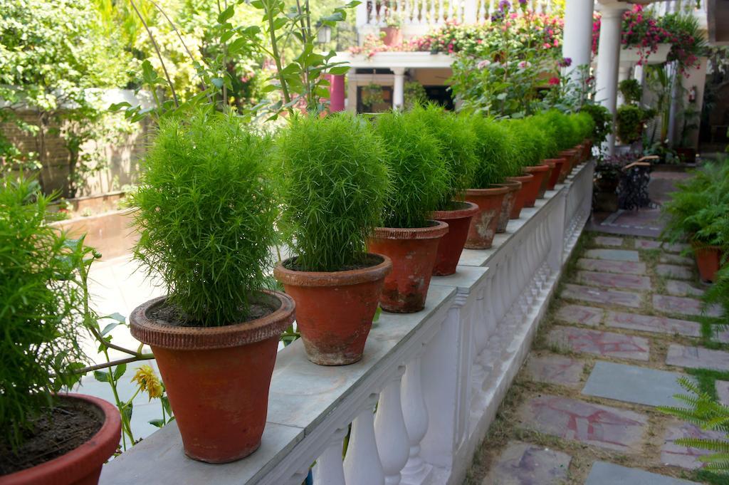 Acomodação com café da manhã  Sirohi House