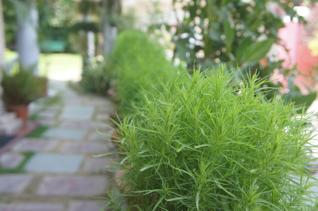 Sirohi House